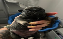 Pug dogs for sale: Adorable chunky pug puppies deposits taken now  - Advert 6