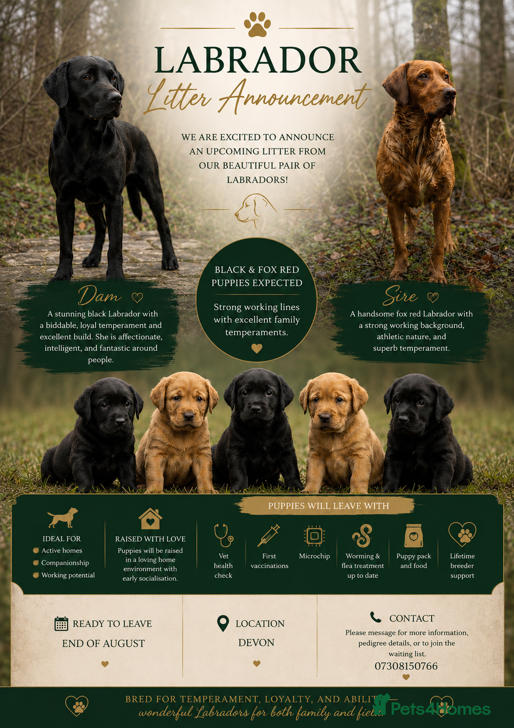 Labrador Retriever dogs Fully Health Tested, KC Reg Labradors Due June  - Advert 15