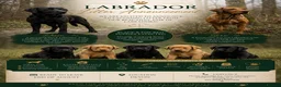 Labrador Retriever dogs for sale: Fully Health Tested, KC Reg Labradors Due June  - Advert 1
