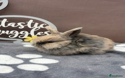 Mini Lop rabbits for sale: Female pure bred mini lop - Image 2