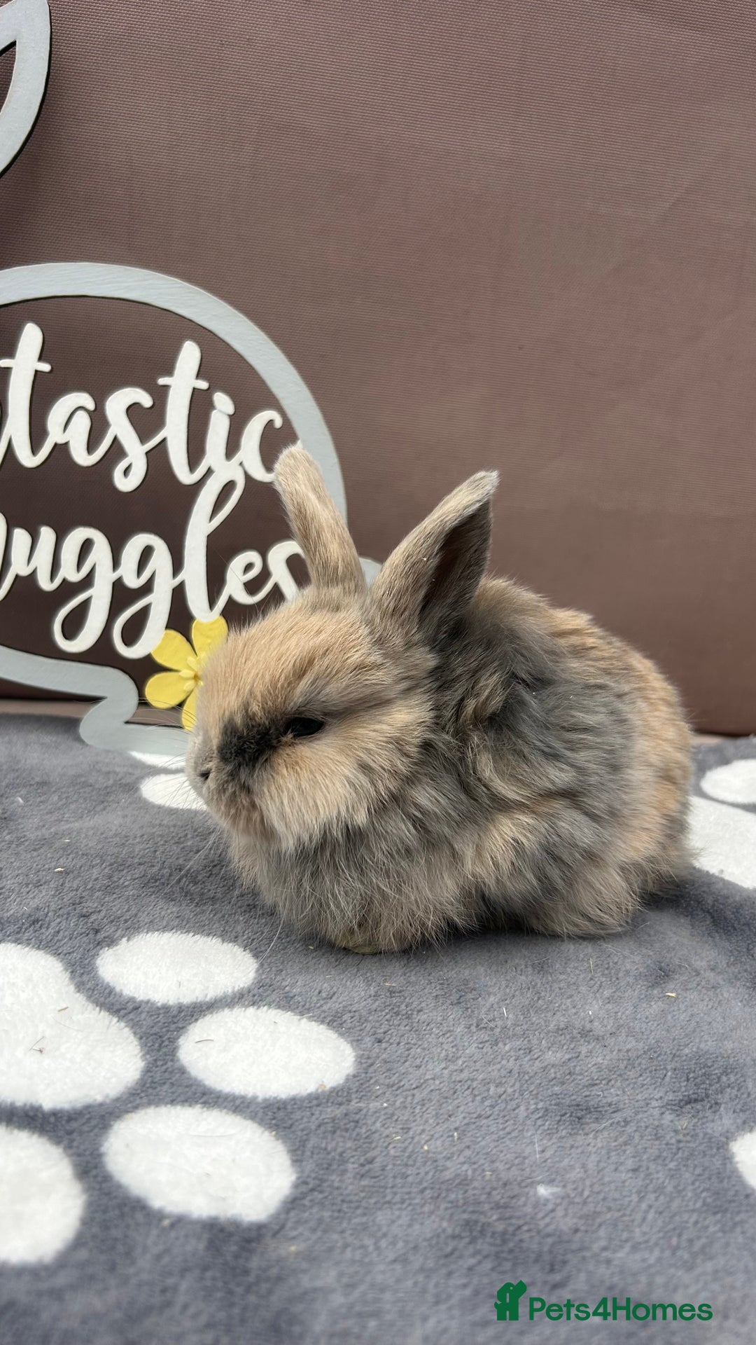 Mini Lop rabbits for sale: Female pure bred mini lop - Image 2
