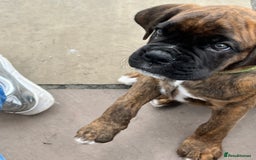 Boxer dogs for sale: READY TO GO - Chunky KC registered Boxer pups - Image 28