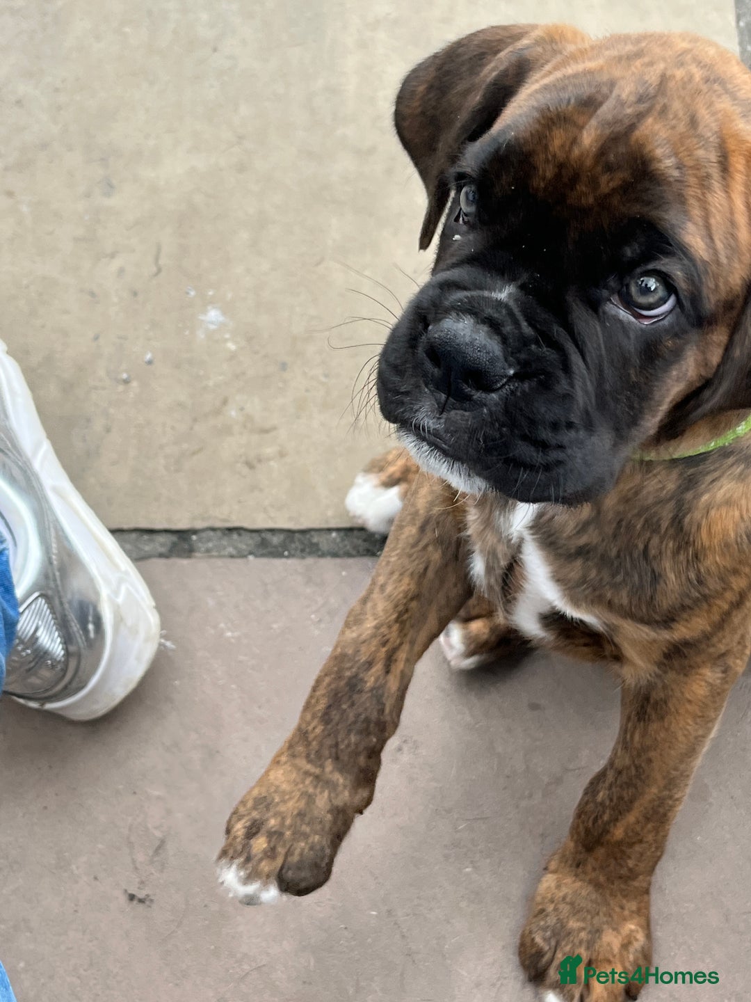 Boxer dogs for sale: READY TO GO - Chunky KC registered Boxer pups - Image 28