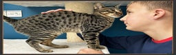 Savannah cats for sale: Super affectionate F6 SBT Savannah boy - Advert 4