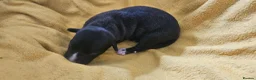 Whippet dogs for sale: KC HEALTH AND HEART TESTED WHIPPETS - Advert 14