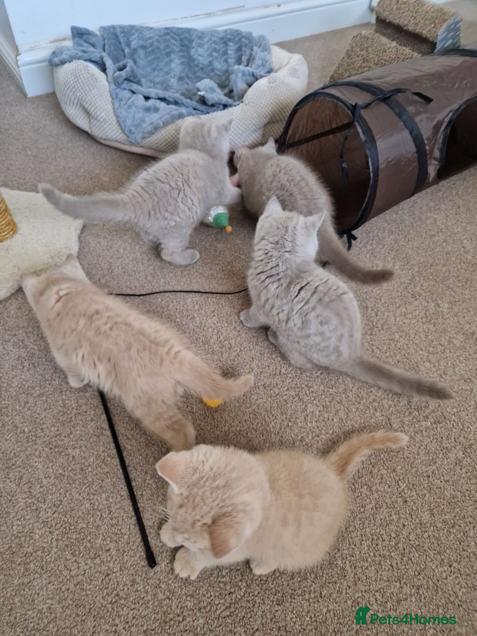 British Shorthair cats British Shorthair Kittens 😻 - Advert 16