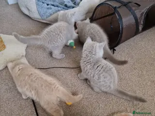British Shorthair cats British Shorthair Kittens 😻 - Advert 16