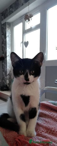 Turkish Angora cats - Advert 2