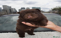 Chow Chow dogs for sale: CHOC🍫LILAC🌪️Champion KC reg🏆 pedigree chow chow - Image 12