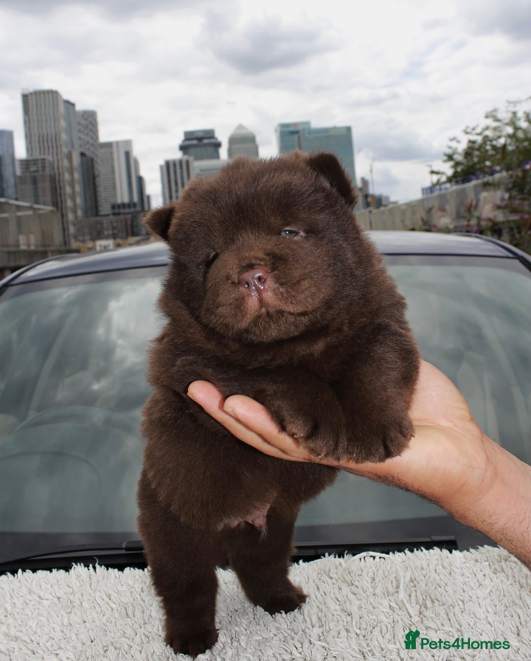 Chow Chow dogs for sale: CHOC🍫LILAC🌪️Champion KC reg🏆 pedigree chow chow - Image 12