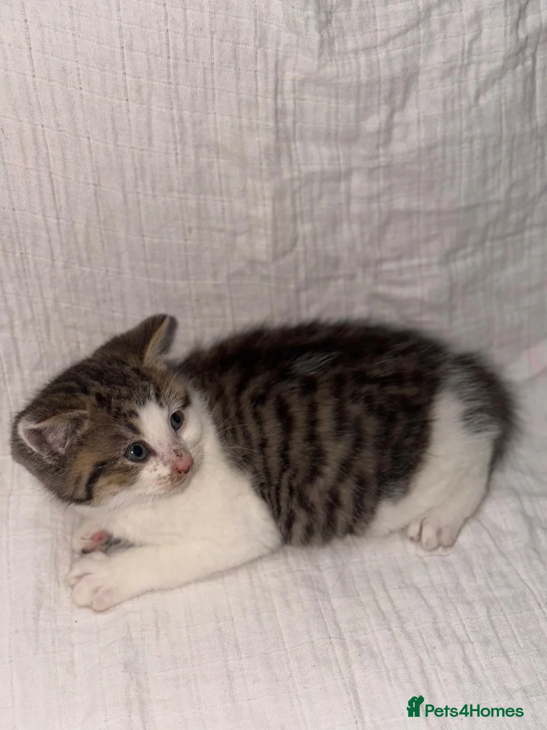 Persian cats for sale: BEAUTIFUL GREY TIGER FLUFFY PERSIAN KITTENS! - Advert 2