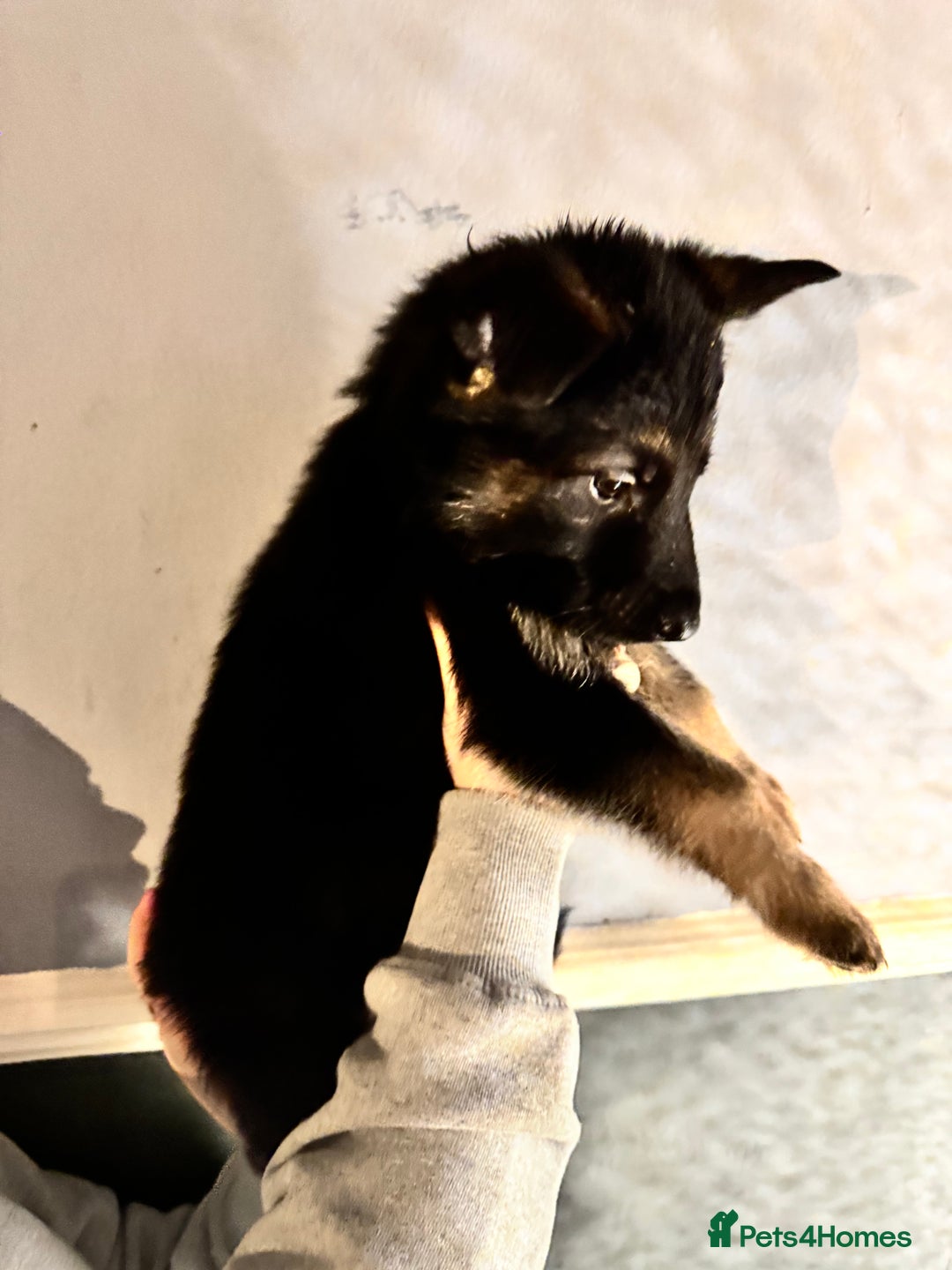 German Shepherd dogs for sale: Ready to meet your new best friend  - Advert 20