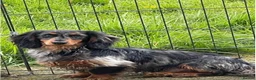 Dachshund dogs for sale: MINI dachshund LONG HAIRED 🐶 - Advert 16
