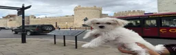 Morkie dogs for sale: Morkie - Advert 4