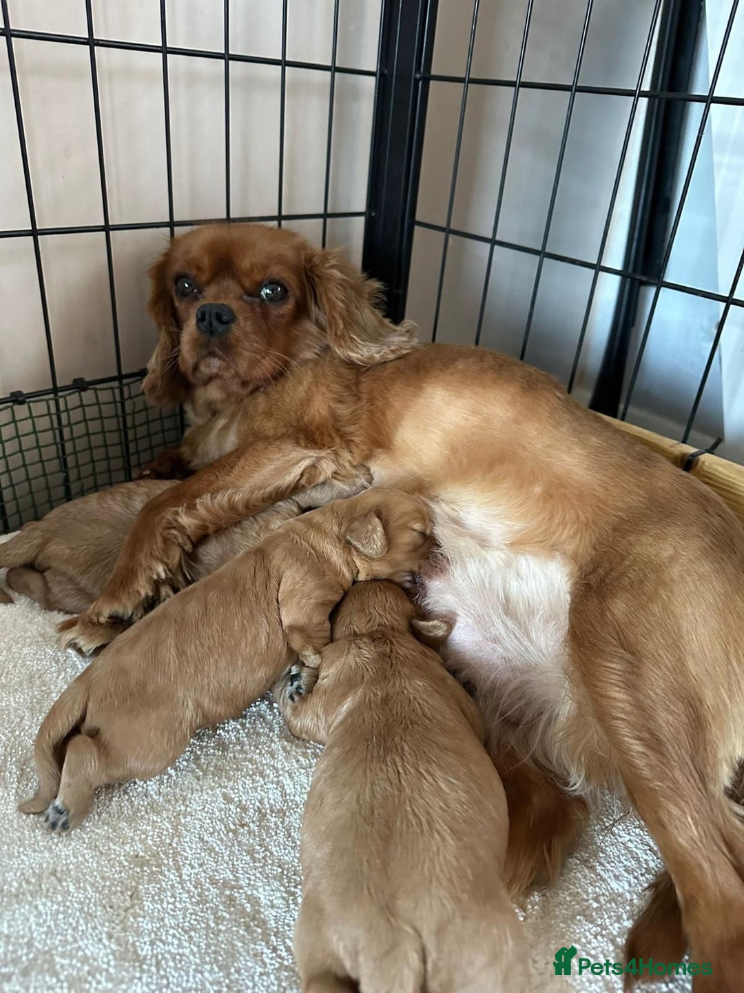 Cavapoo dogs for sale: Beautiful f1 cavapoo pups - Image 4