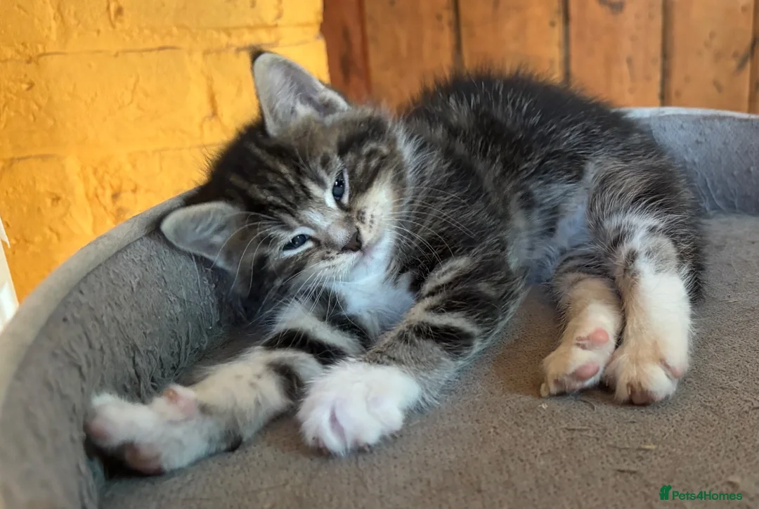 Ragdoll cats for sale: Kittens for sale - Advert 2