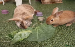 Mixed Breed rabbits for sale: Bonded male and female rabbits for adoption - Image 1