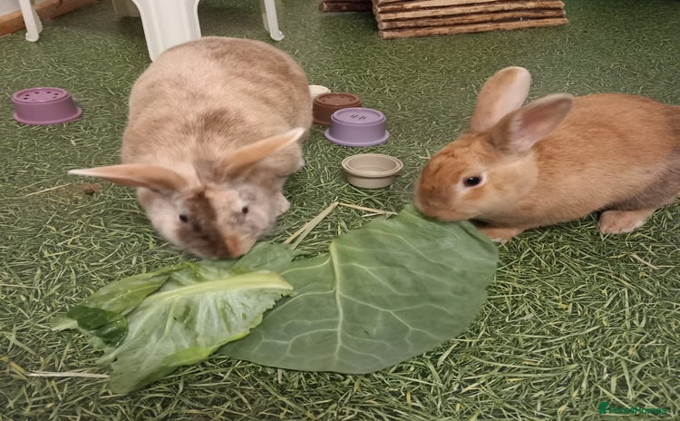 Mixed Breed rabbits - Advert 1