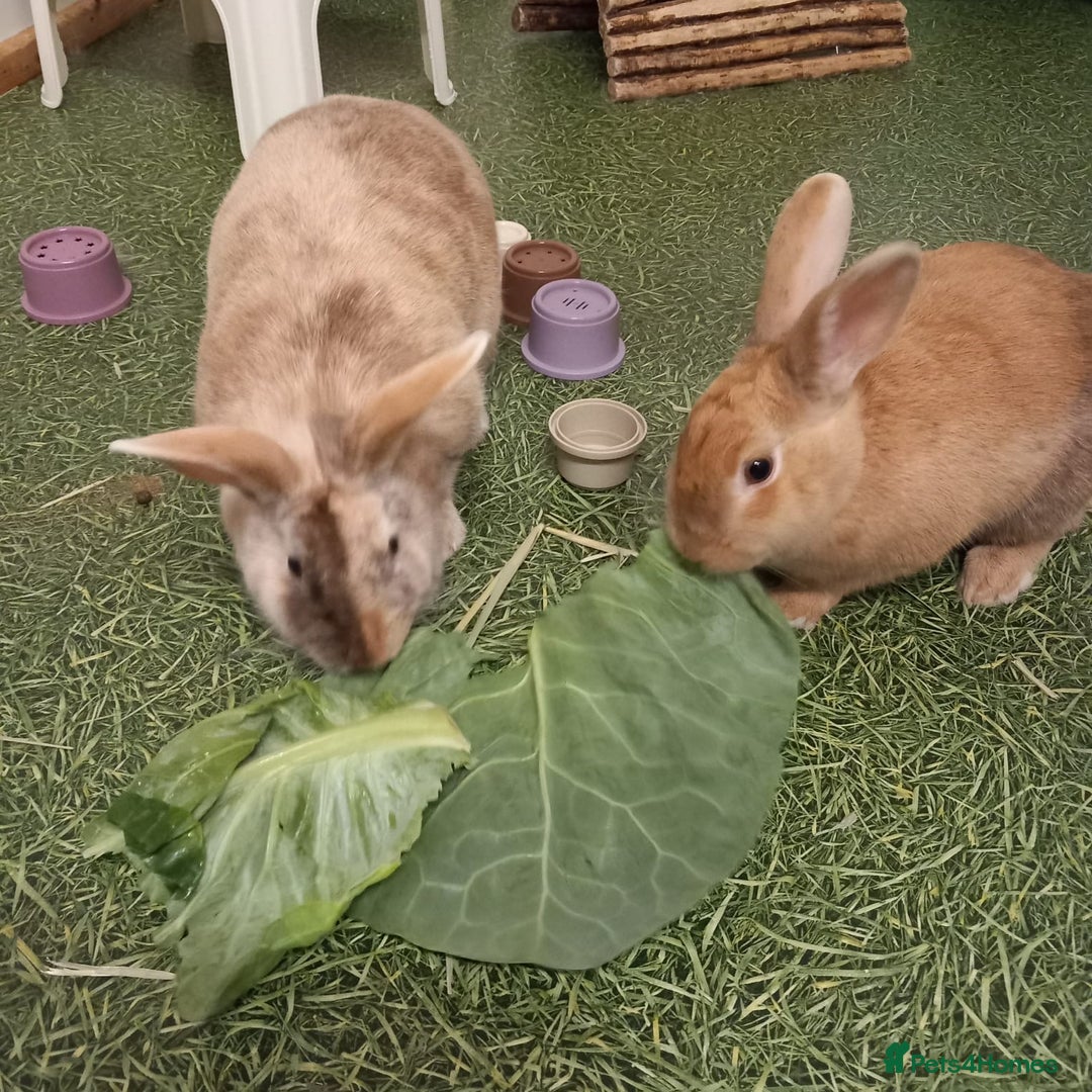 Mixed Breed rabbits for sale: Bonded male and female rabbits for adoption - Image 1