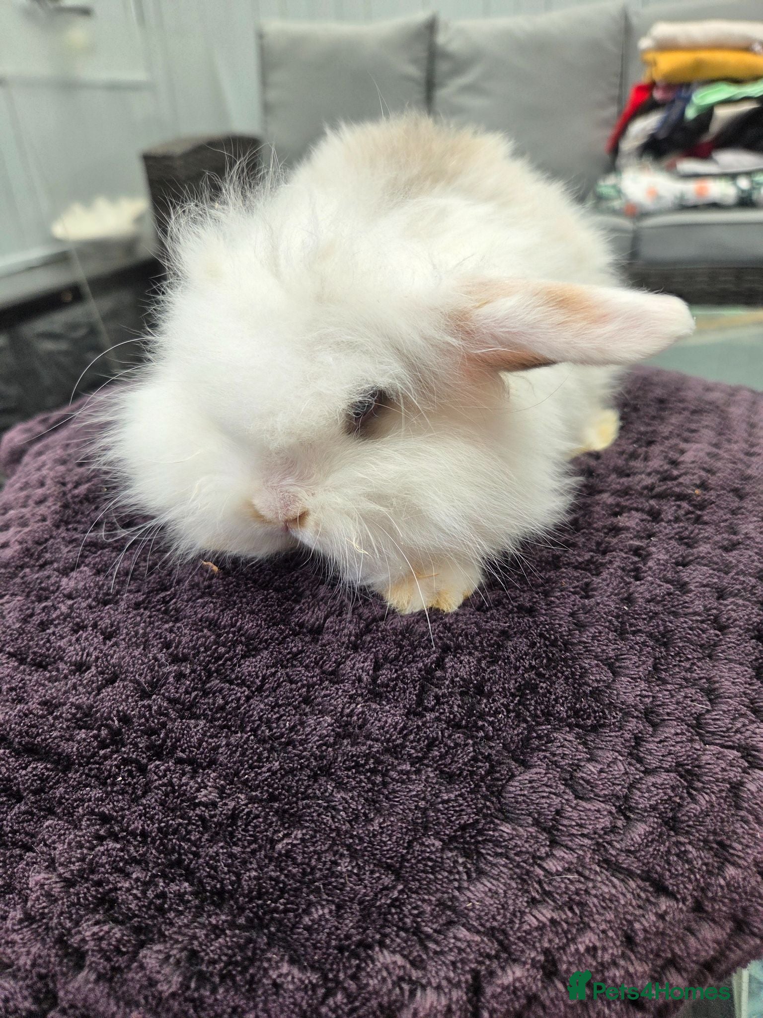French Lop rabbits Mini Lop/Teddy Lionhead READY to leave now - Advert 12
