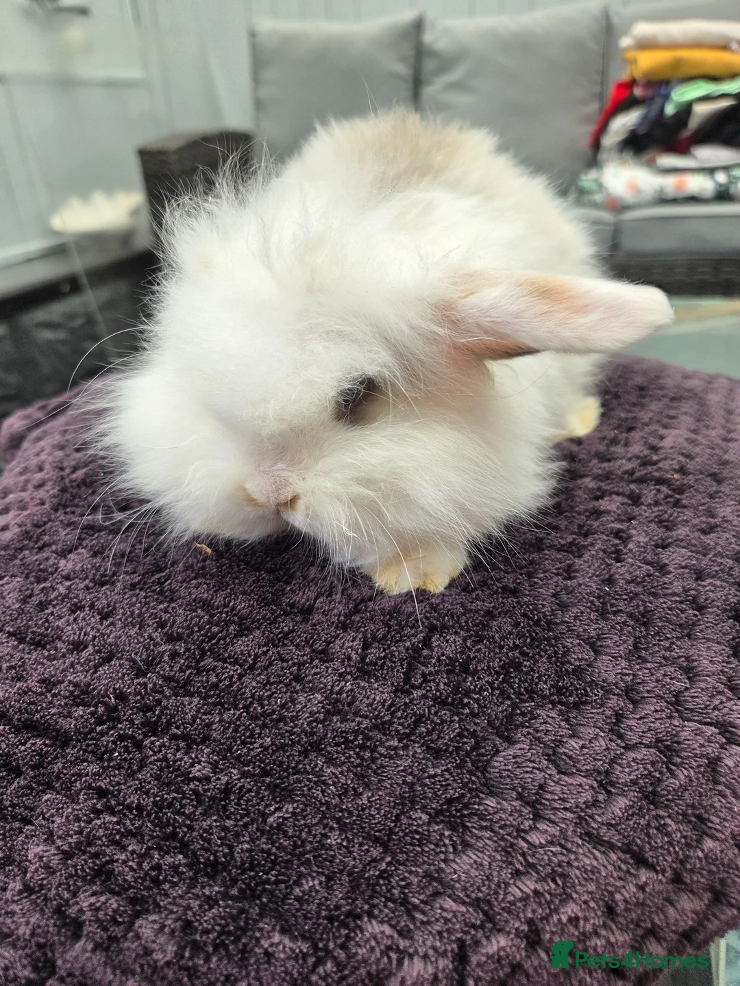 French Lop rabbits for sale: Mini Lop/Teddy Lionhead READY to leave now - Advert 1