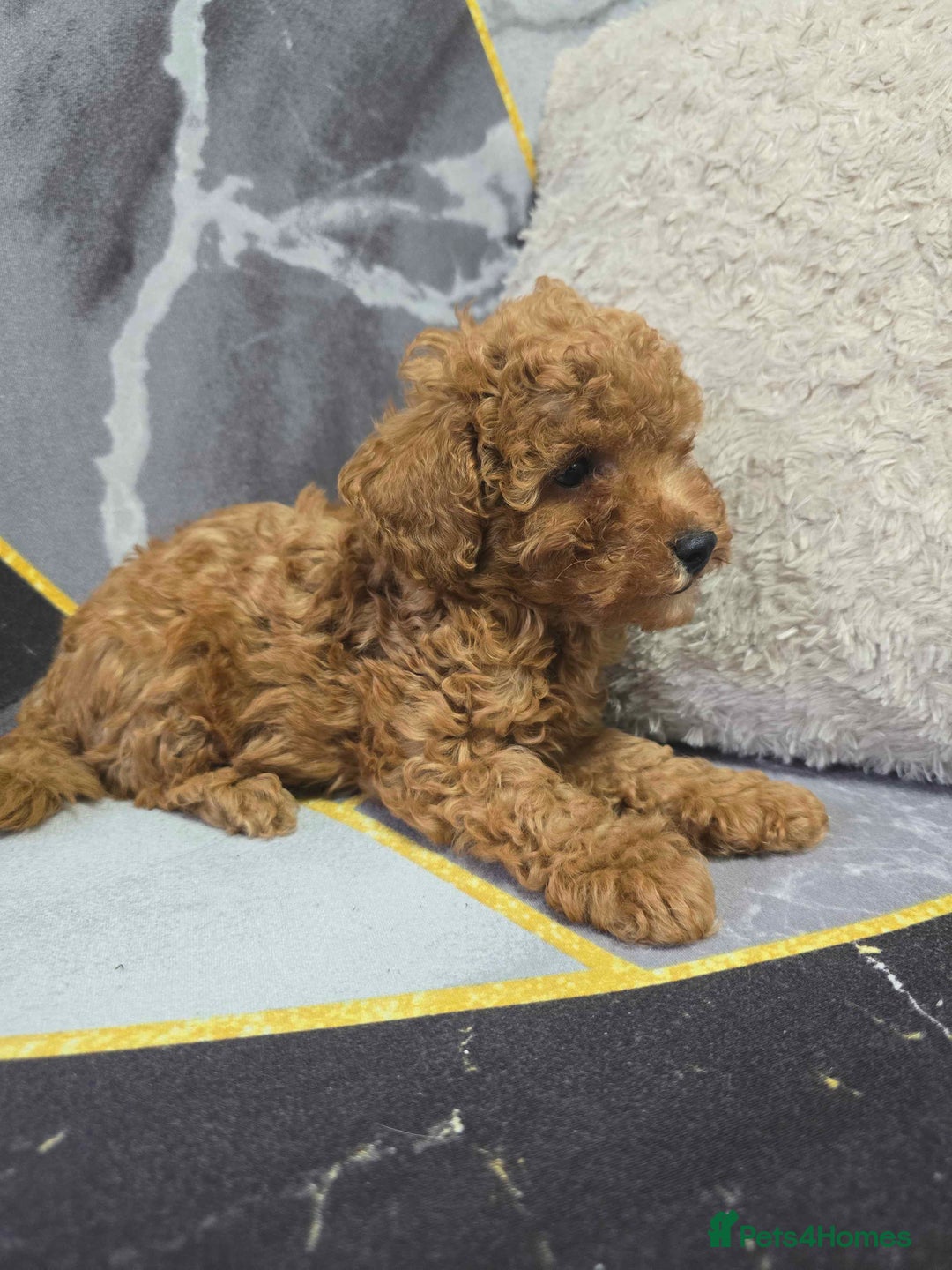 Toy Poodle dogs for sale: 3 Stuninngly cute red toy poodle puppies - Advert 10