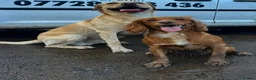 Cockerdor dogs for sale: 6 BEAUTIFUL COCKERDORS  - Advert 10