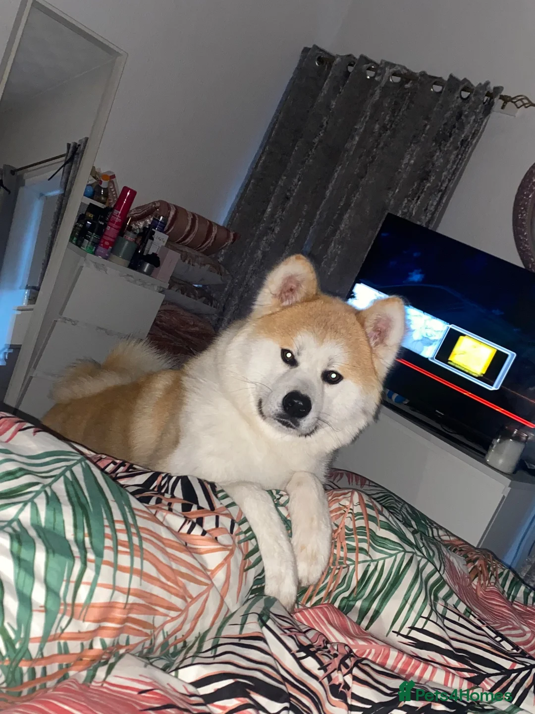 Akita dogs for stud: Akita inu  in Barry - Advert 2
