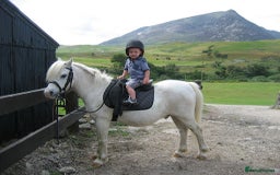 Dartmoor horses for sale: Stallion, baby! - Image 1