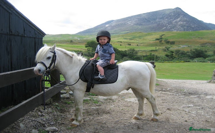 Dartmoor horses - Advert 1