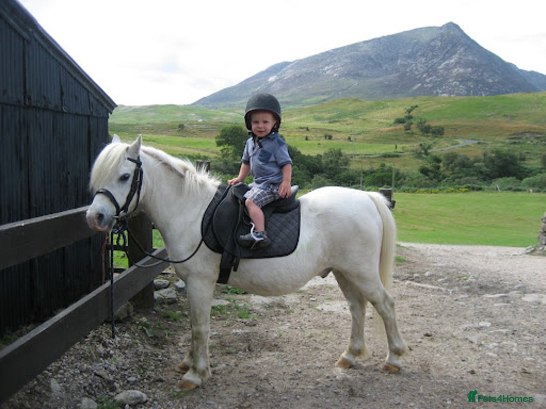 Dartmoor horses for sale: Stallion, baby! - Image 1