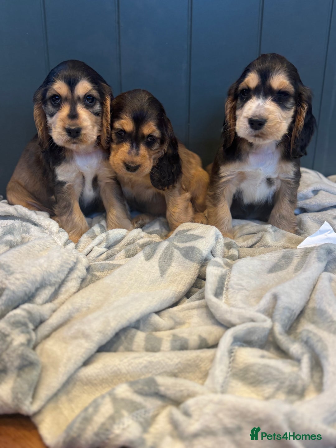 Cocker Spaniel dogs for sale: Gorgeous KC Show Cocker Spaniel Puppies - Advert 23