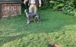 Whippet dogs for stud: KC Whippet at Stud Heart and Eye tested Clear. in Buckingham - Image 2