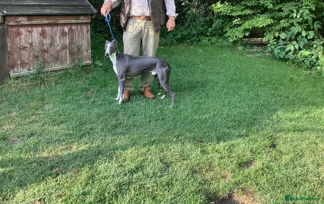 Whippet dogs for stud: KC Whippet at Stud Heart and Eye tested Clear. in Buckingham - Advert 2