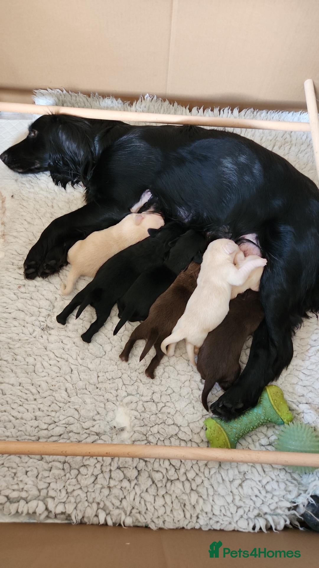 Cockerdor dogs A beautiful litter of 7 Cockadors - Advert 1