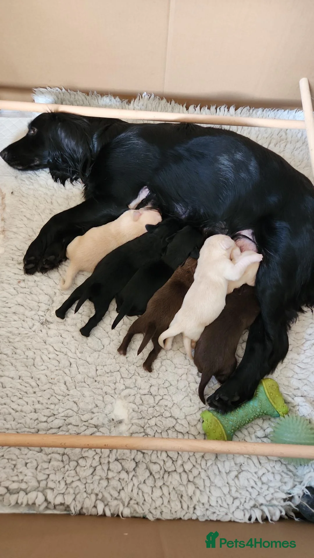 Cockerdor dogs for sale: A beautiful litter of 7 Cockadors in Colchester - Advert 1