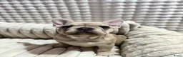 French Bulldog dogs for sale: French bulldog puppies - Advert 11
