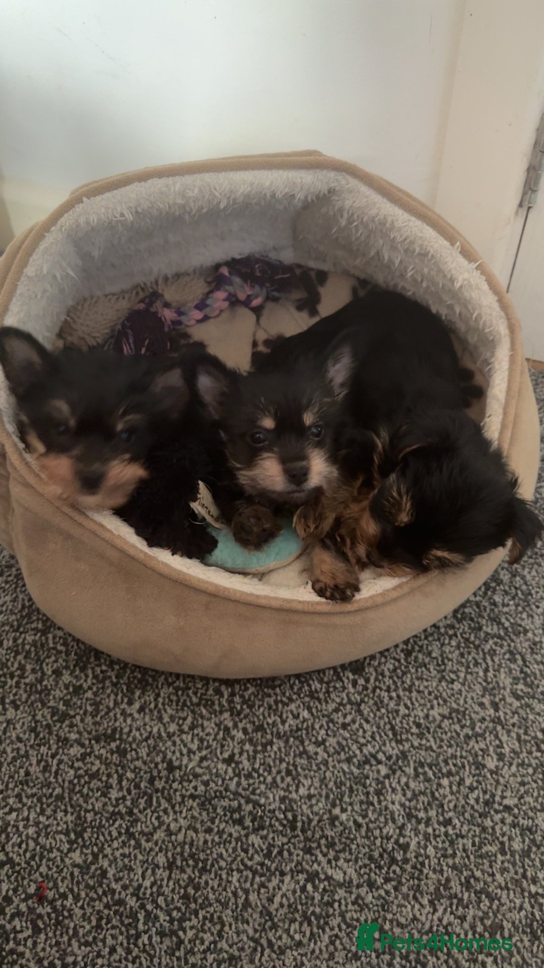 Yorkshire Terrier dogs for sale: Yorkshire Terrier Puppies  - Advert 4
