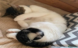 Mixed Breed cats for sale: Cat for sale/adoption - Image 2