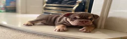 English Bulldog dogs for sale: English Bulldog Puppies  - Advert 9