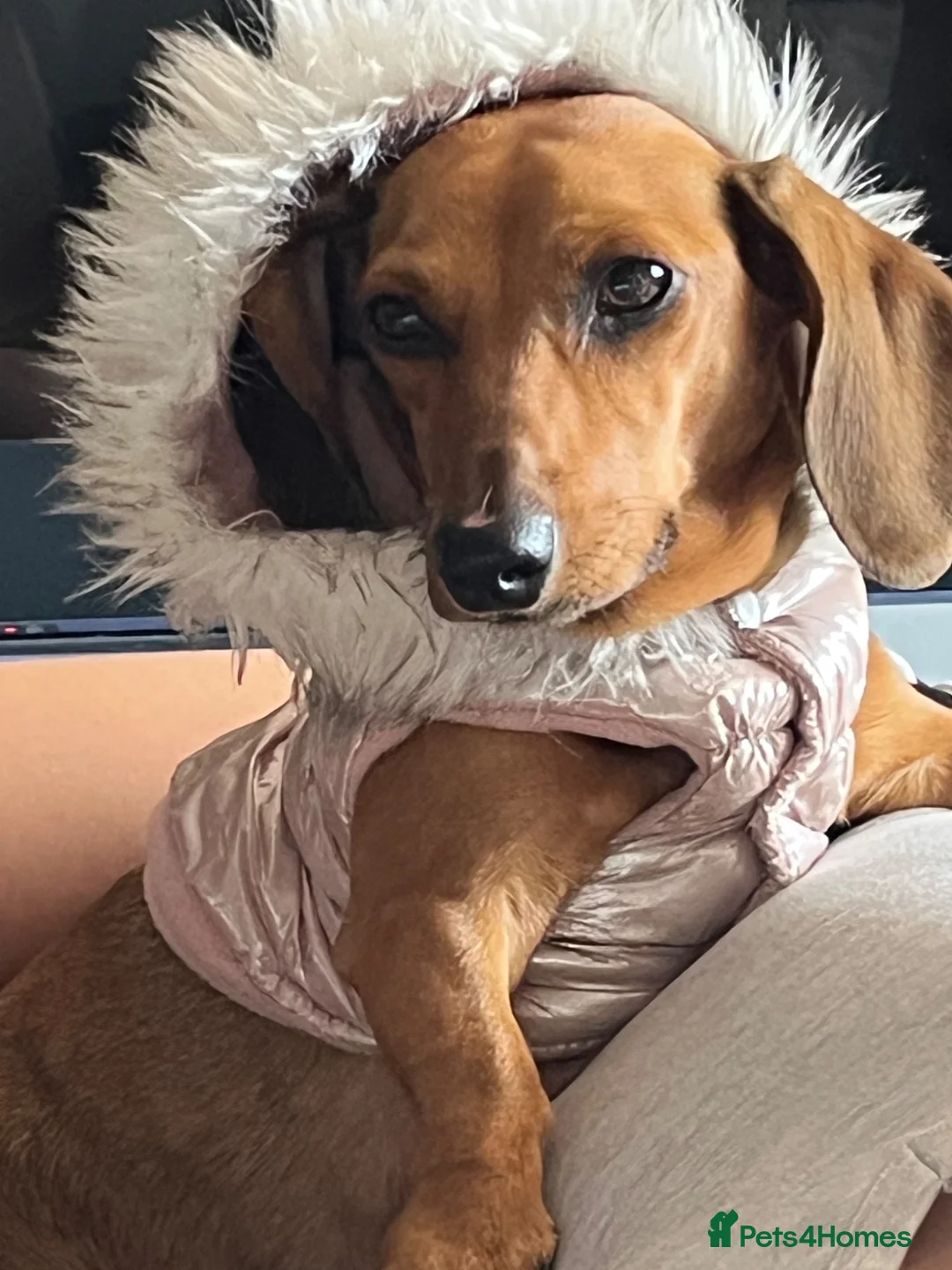 Dachshund dogs for sale: Dachshund Puppies  in Stoke-on-Trent - Advert 2