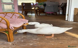 Ducks poultry for sale: Two cherry valley ducks - free to a good home  - Image 2