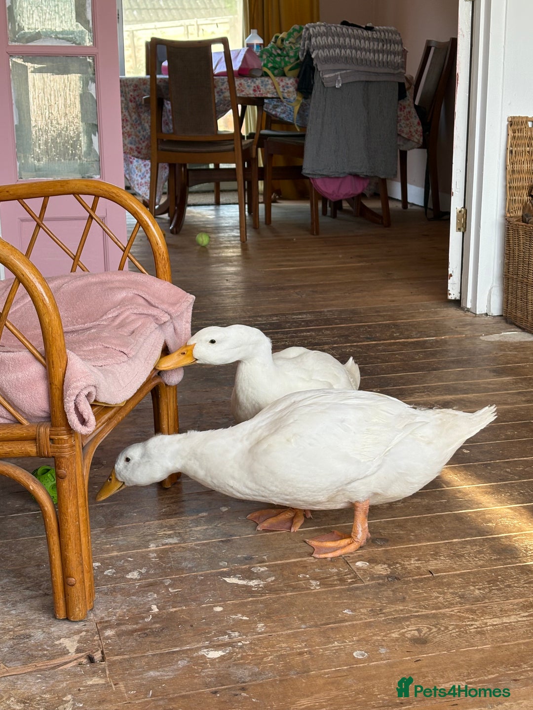 Ducks poultry for sale: Two cherry valley ducks - free to a good home  - Image 2