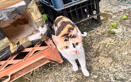 Domestic Shorthair cats for sale: 3 adorable kittens - Image 7