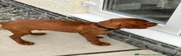 Hungarian Vizsla dogs for stud: Stunning young Vizsla stud - Mr Kipling🍰 (Essex) - Advert 17