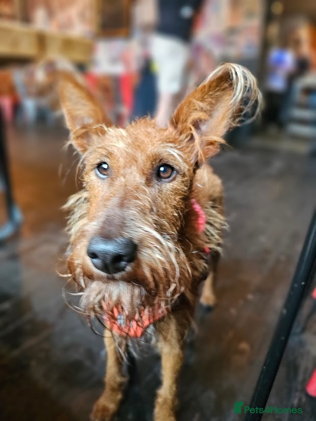 Irish Terrier dogs Beautiful litter of Irish Terrier puppies for sale - Advert 5