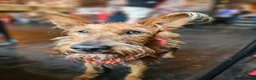 Irish Terrier dogs for sale: Beautiful litter of Irish Terrier puppies for sale in Cardiff - Advert 1