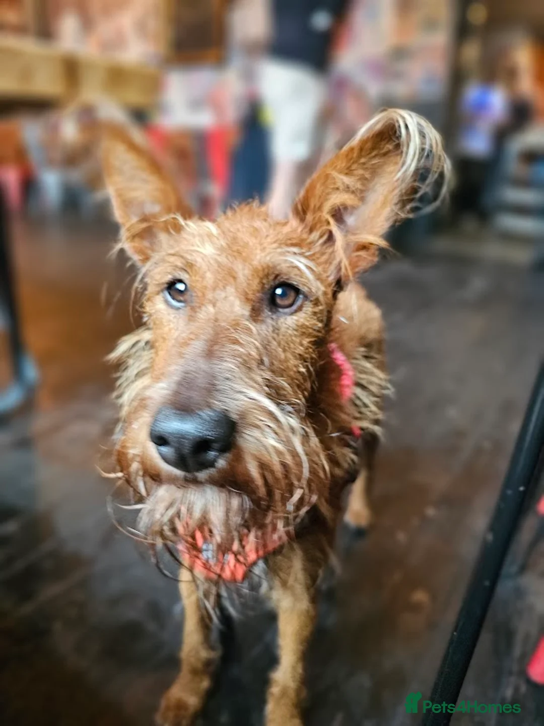 Irish Terrier dogs for sale: Beautiful litter of Irish Terrier puppies for sale in Cardiff - Advert 1