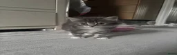 British Shorthair cats for sale: 4 Fluffy kittens  in Newport - Advert 33