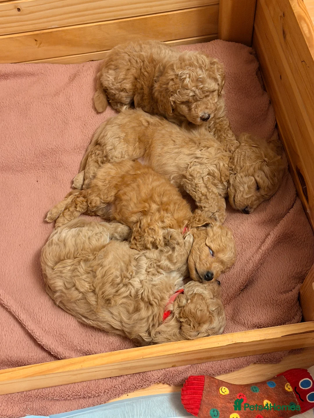 Cockapoo dogs for sale: Five Cockapoo all female  - Advert 10